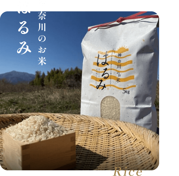 神奈川のお米 はるみ