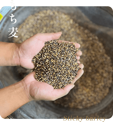 もち麦