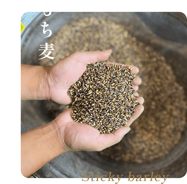 もち麦