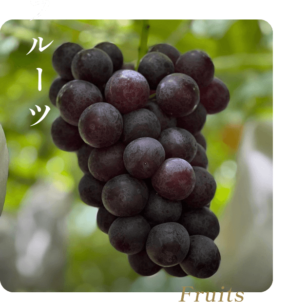フルーツ