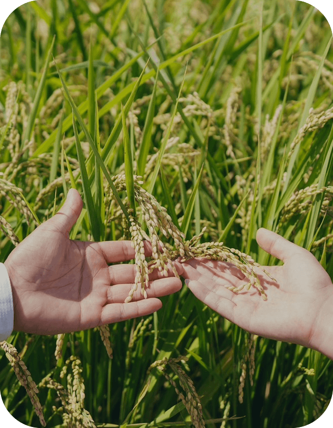 霜島農園イメージ1